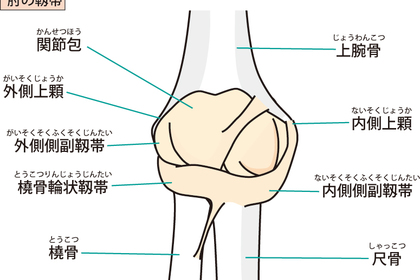 肘